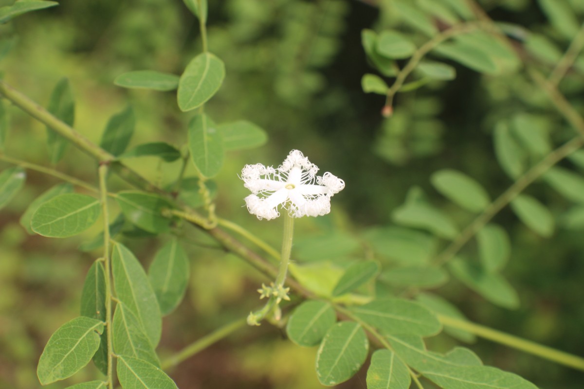 Trichosanthes cucumerina L.